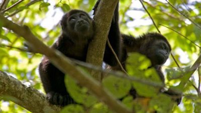 Family Safari Vacation Package