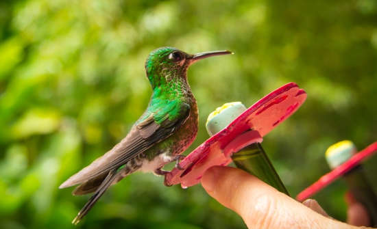 Costa Rica Family Vacation Ideas
