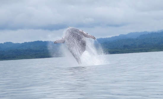 Costa Rica Whale Watching Tour Guide: Where To Go When