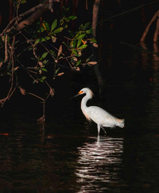 The elegant Snowy Egret via @mariela_cascante