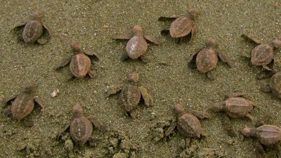 How To See More Wildlife in Costa Rica