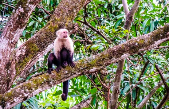 Capuchine monkey via @jforonda_photo in Santa Rosa National Park