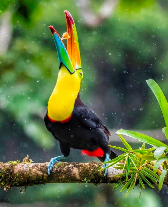 Keel-billed Toucan in Boca Tapada via @casijazz