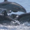 MUST-SEE COSTA RICA ANIMALS