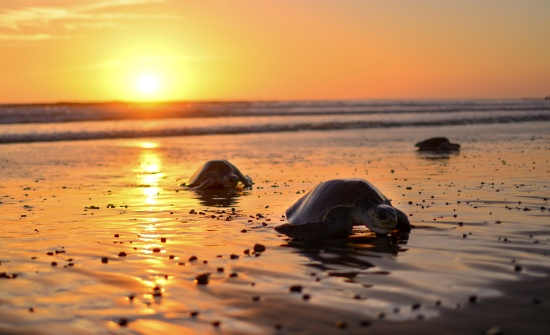 Things to Do on the Nicoya Peninsula, Costa Rica