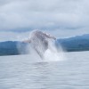Osa Peninsula Tours