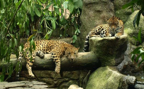 Peace Lodge, Costa Rica