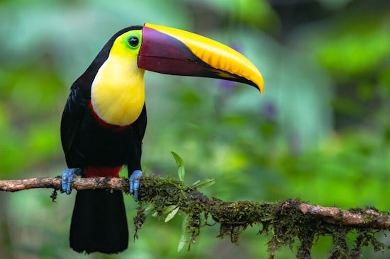 Puerto Jiminez birding
