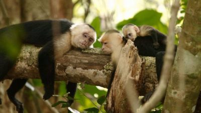 Show Me The Wildlife Vacation Package
