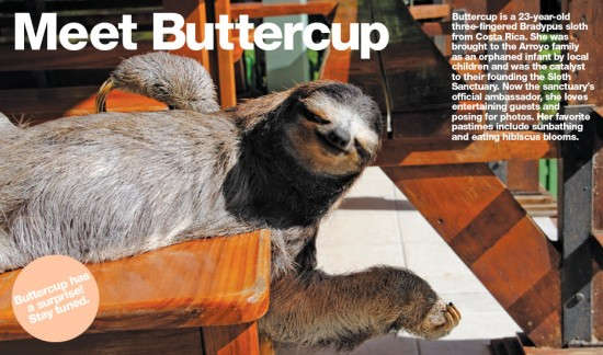 Sloth Sanctuary Rising Starlet: Buttercup