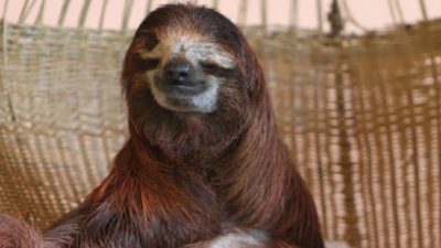 Sloth Sanctuary Rising Starlet: Buttercup