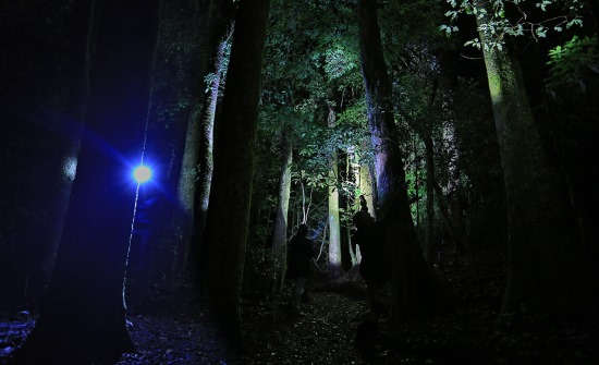 Things to Do at Monteverde Cloud Forest Reserve