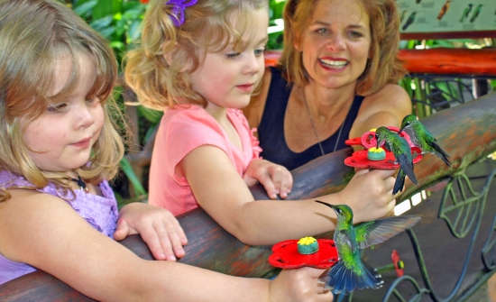 Top Ten Birding Destinations in Costa Rica