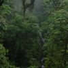 TOP COSTA RICA JUNGLE & MANGROVE EXCURSIONS