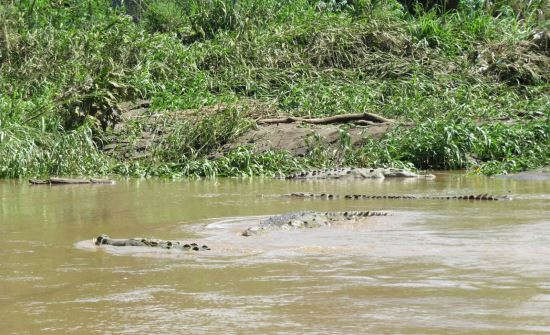 Top Costa Rica Jungle Tours & Mangrove Excursions