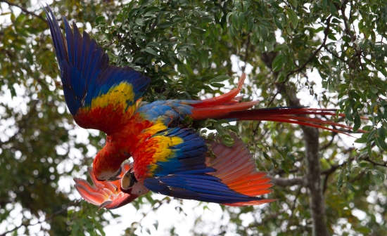 Top Ten Birding Destinations in Costa Rica