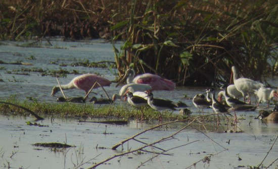 Top Ten Birding Destinations in Costa Rica
