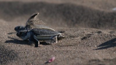 Destination Spotlight: Tortuguero