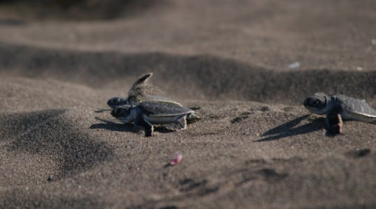 Top Things to do at Tortuguero National Park