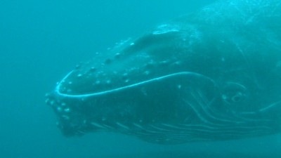 My Costa Rica Whale Watching Adventure