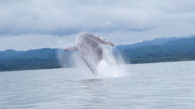 Whale & Dolphin Combo Tour Marino Ballena