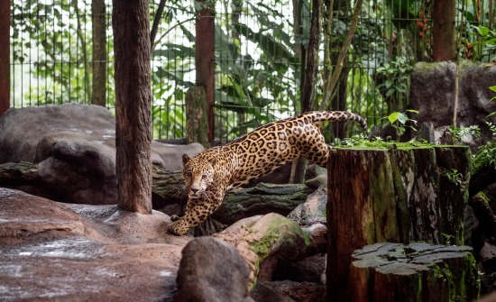 Wildlife Exhibits at La Paz Waterfall Gardens